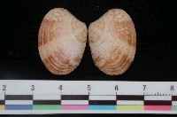 藏品(海瓜子簾蛤)的圖片